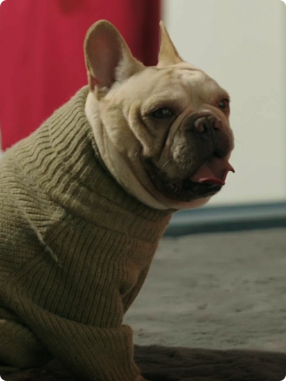 Dog clothing for Amazon